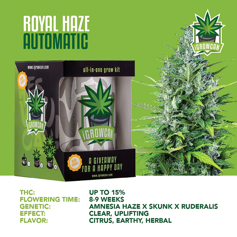 Royal Haze Automatic iGrowCan - All in One Grow Kit - Image 3